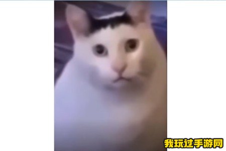 《抖音》Huh猫是什么意思？梗介绍表情包分享